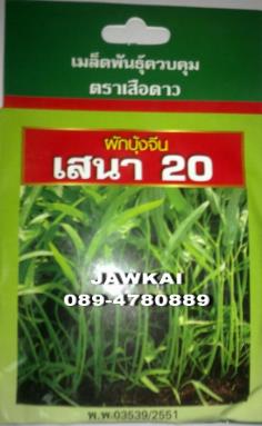 เมล็ดพันธุ์ผักบุ้งจีนใบไผ่ เสนา20 ตราเสือดาว