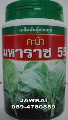 เมล็ดพันธุ์คะน้า มหาราช55