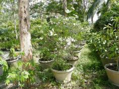 ต้นพุดจีบ | สวนของขวัญแอนด์การเด้นท์ - ศรีราชา ชลบุรี
