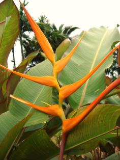 heliconia latispatha Orange gyro