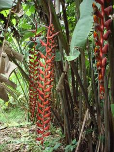 heliconia longissima Red wings
