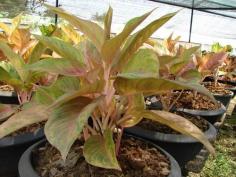 Aglaonema (ลูกไม้) | โรงต้นไม้ - หนองแค สระบุรี