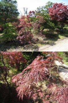 เมเปิลญี่ปุ่น Acer palmatum cv. Benishidare