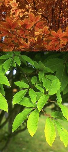 Acer nikoense (Megusurinoki)