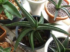 แบ่งขาย Sansevieria Patens