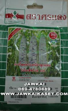 ข้าวโพดขาว ข้าวเหนียวไวโอเล็ทไวท์926 ม่วงขาวสองสี ศรแดง | จ้าวไก่เกษตร - ไทรน้อย นนทบุรี