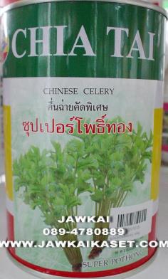 คื่นฉ่ายซุปเปอร์โพธิ์ทอง เจียไต๋ กอใหญ่ ต้นเขียวอ่อน | จ้าวไก่เกษตร - ไทรน้อย นนทบุรี