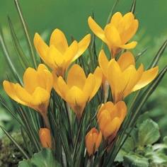 Crocus Golden Yellow