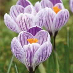 Crocus King of the striped