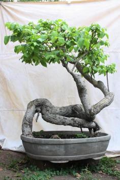 บอนไซโมกราชินี | ballbonsai - ตาคลี นครสวรรค์