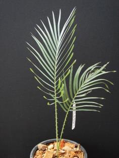 Cycad Angulata (C.ANG-TU-0025)