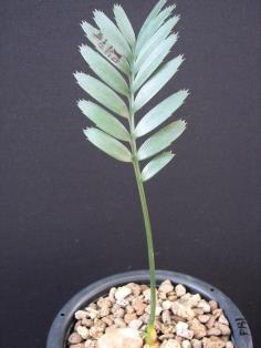 Encephalartos princeps (Seeding)