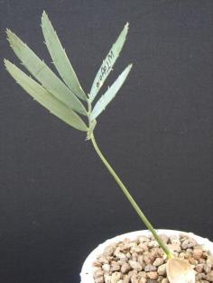 Encephalartos dyerianus (Seeding)