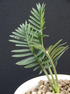 Encephalartos caffer (Seeding)