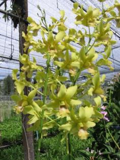 กล้วยไม้ หวาย | Advance orchids farm - สามพราน นครปฐม