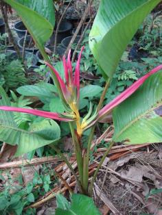 Heliconia Aemygdiana Lavender strom