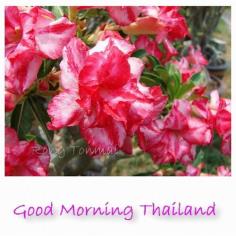 Good Morning Thailand