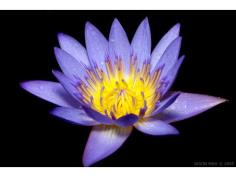 Thai Water lily