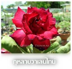 กุหลาบวาเลนไทน์