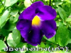 ช้องนางม่วง(เก่า)