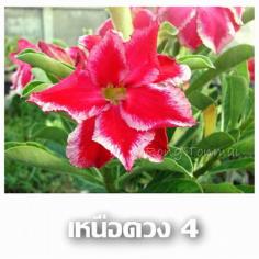 เหนือดวง4