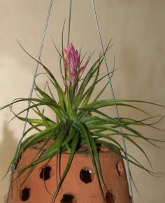 Tillandsia stigata hard leaf