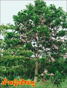 เจ้าหญิงสีชมพู | สวนศรีสวัสดิ์พันธุ์ไม้ - ประจันตคาม ปราจีนบุรี