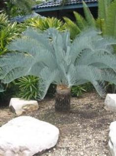 Cycas cairnsiana