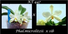 กล้วยไม้ขวด Phal.microlitzii x sib