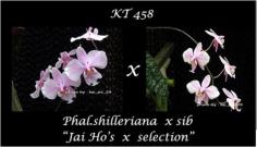 กล้วยไม้ขวด Phal.schilleriana  x sib