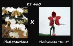 กล้วยไม้ขวด Phal.staurtiana x Phal.venosa " RED "