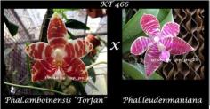 กล้วยไม้ขวด Phal.amboinensis "Tofan" x Phal.leudenmaniana