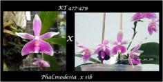 กล้วยไม้ขวด Phal.modesta x sib