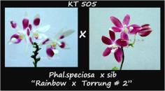 กล้วยไม้ขวด Phal.speciosa  x sib "Rainbow x Torrung  2"