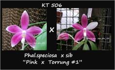 กล้วยไม้ขวด Phal.speciosa  x sib " Pink x Torrung  1"