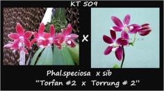 กล้วยไม้ขวด Phal.speciosa  x sib "Torfan - 2 x Torrung - 2"