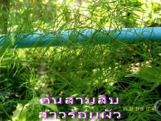 ว่านสามสิบ (ว่านสาวร้อยผัว) | สวนเกษตรอินทรีย์ - พนัสนิคม ชลบุรี