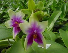 ฟาแลนนอปซิสดอกหอม (Phal.violacea)