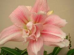 ว่านสี่ทิศ โรเซทต้า (Amaryllis Rozetta) 