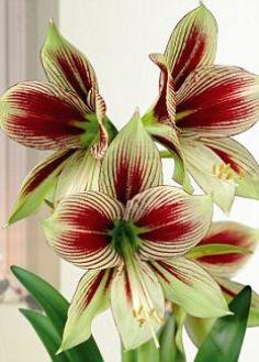 ว่านสี่ทิศ พาพิลลิโอ้ (Amaryllis Papillio Butterfly)