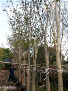 ต้นชมพูพันธุ์ทิพย์ | สวนปณีตา - เมืองปราจีนบุรี ปราจีนบุรี
