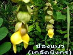 ช้องแมว | สวนเกษตรอินทรีย์ - พนัสนิคม ชลบุรี