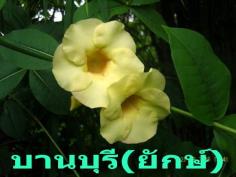 บานบุรี(ยักษ์) | สวนเกษตรอินทรีย์ - พนัสนิคม ชลบุรี