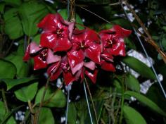 Hoya megalaster