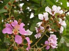 ตะแบก | สวนนรา - สันทราย เชียงใหม่