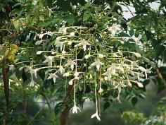 ปีบขาว | สวนนรา - สันทราย เชียงใหม่