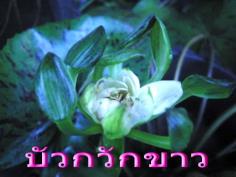 ขายต้นบัวกวักขาว