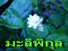 ขายต้นมะลิพิกุล | สวนเกษตรอินทรีย์ - พนัสนิคม ชลบุรี