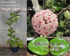 Hoya carnosa (แป๊ะยิ้ม) โฮย่า คาโนซ่า แป๊ะยิ้ม