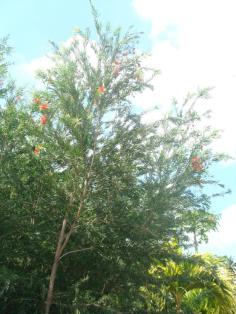 แปรงล้างขวด Callistemon Viminalis    